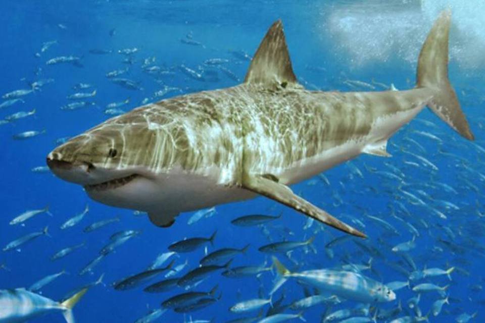 Cabos submarinos do Google são devorados por tubarões