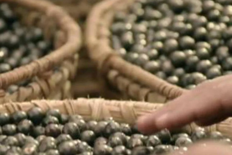 Del Valle Reserva: vídeo mostra o processo de extração do açaí da Amazônia até a mesa do consumidor com Del Valle Reserva Açaí + Banana (Reprodução/YouTube/DelValle TM)