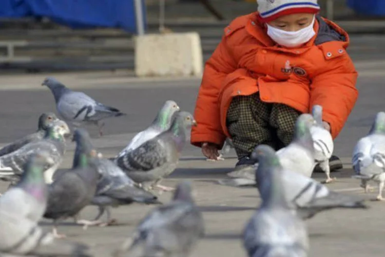 
	Crian&ccedil;a alimenta pombos em Pequim: Xangai anunciou nesta sexta-feira o fechamento tempor&aacute;rio dos mercados de aves de curral vivas
 (AFP / Liu Jin)
