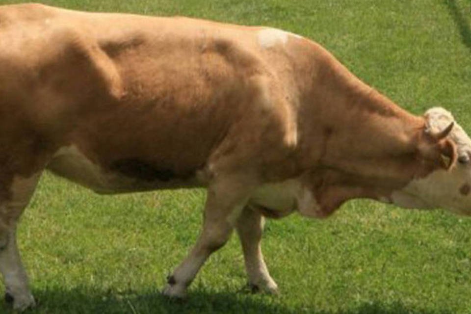 Vaca Yvonne é candidata a suceder polvo Paul