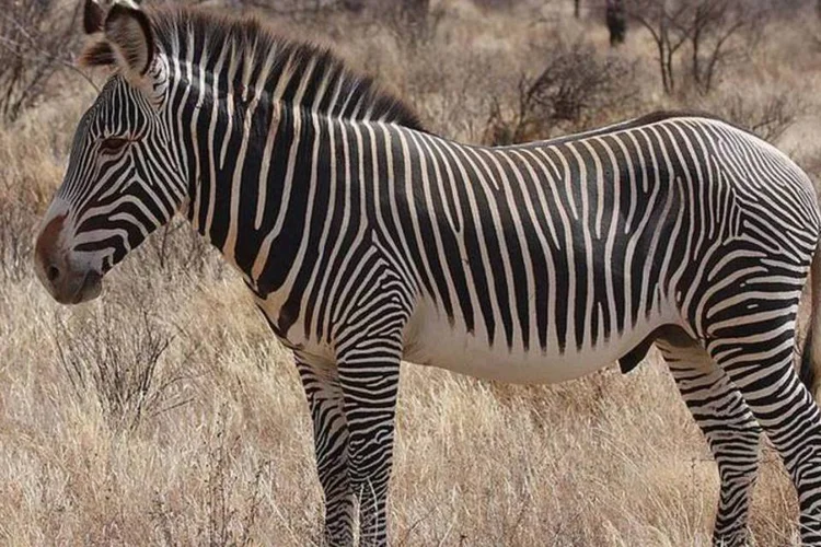 Software está sendo usado na África para evitar a extinção da zebra Grevy (Wikimedia Commons)