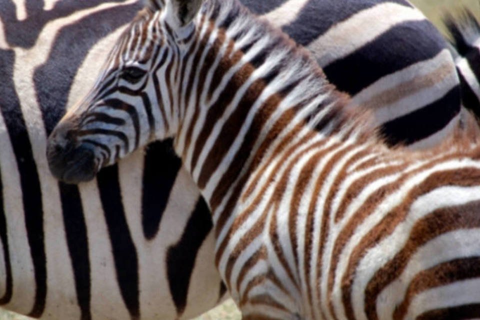 Ciência revela por que a zebra é listrada
