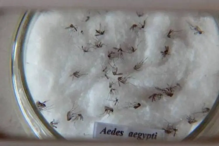 
	Mosquito Aedes aegypti: cidade faz fronteira com os estados do Paran&aacute;, de Santa Catarina e do Rio Grande do Sul
 (Arquivo/Agência Brasil)