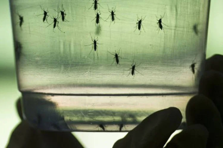 
	Zika v&iacute;rus: &ldquo;O alerta foi emitido porque a infec&ccedil;&atilde;o por Zika est&aacute; atualmente em fase de expans&atilde;o&rdquo;
 (Nelson Almeida / AFP)