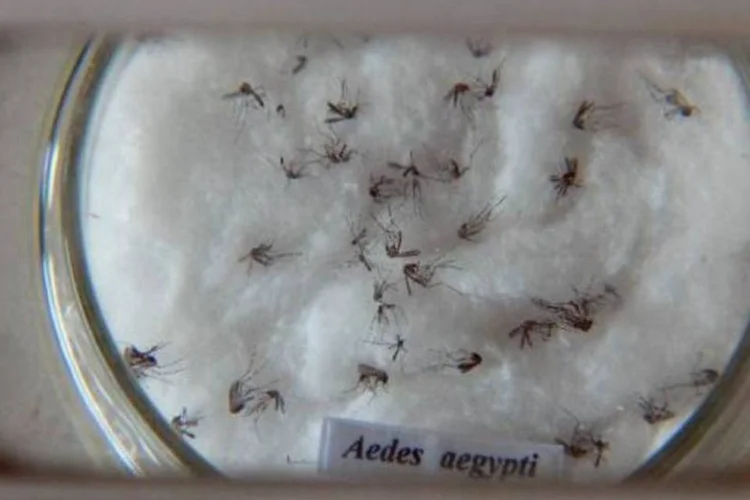 
	Zika virus: nenhum dos casos envolve mulheres gr&aacute;vidas, disse secret&aacute;ria
 (Arquivo/Agência Brasil)