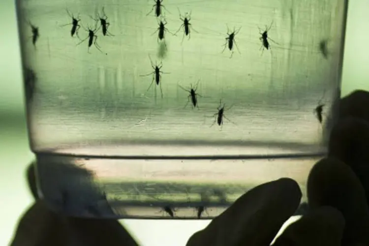 
	Aedes aegypti: de 24 de fevereiro a ontem, o Minist&eacute;rio da Sa&uacute;de do Paraguai identificou um total de 84.229 criadouros de mosquito
 (Nelson Almeida / AFP)