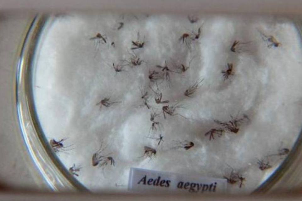 
	O zika virus, a dengue e a chikungunya, s&atilde;o transmitidas pelo mosquito Aedes aegypti.
 (Arquivo/Agência Brasil)