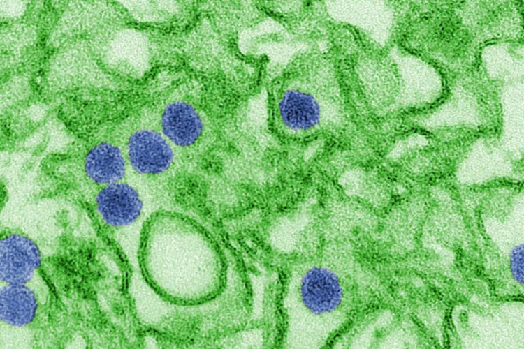 Zika: vírus é capaz de controlar inflamação para que ele não seja prejudicado (Wikimedia Commons)
