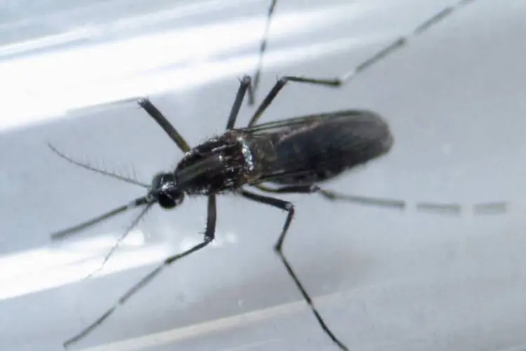 
	Aedes aegypti: de acordo com pesquisadora, o mosquito &eacute; sens&iacute;vel ao aumento de chuvas e da temperatura
 (Daniel Becerril/File Photo/Reuters)