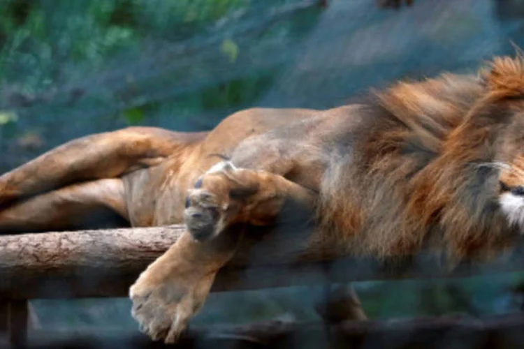
	Le&atilde;o faminto no zool&oacute;gico de Caracas: as mortes de animais no local incluem porcos vietnamitas, antas, coelhos e aves
 (Carlos Jasso/Reuters)