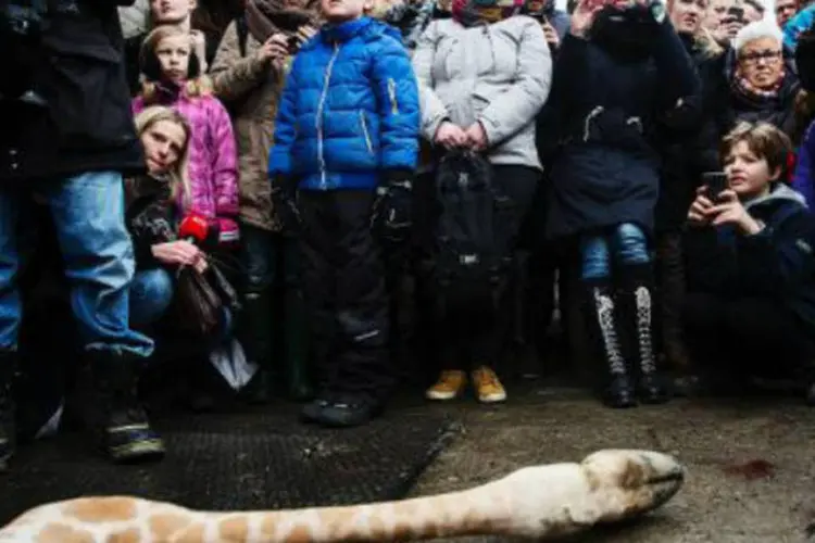 Visitantes do zoológico de Copenhague acompanham a autópsia da girafa Marius: zoológico explicou que não poderia deixar que a girafa atingisse a idade adulta (Kasper Palsnov/AFP)