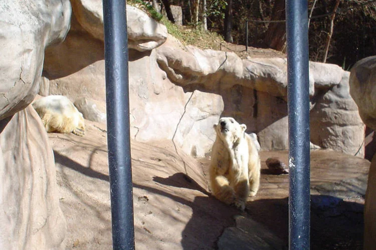 Ursos polares no zoológico de Mendonza, na Argentina (Rodrigo Cartagena Armijo/Flickr/Creative Commons)