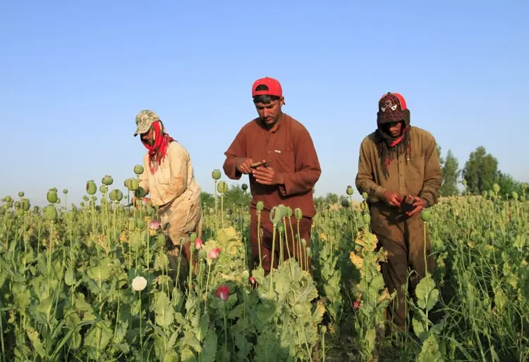 Ópio no Afeganistão: País é o primeiro produtor mundial da droga (Parwiz/Reuters)