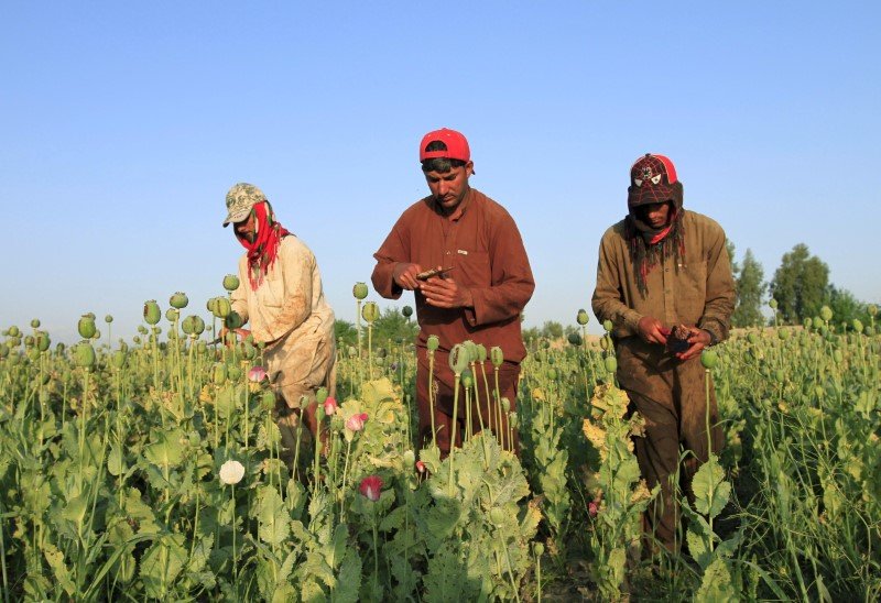 Cultivo de ópio aumenta no Afeganistão em 2016