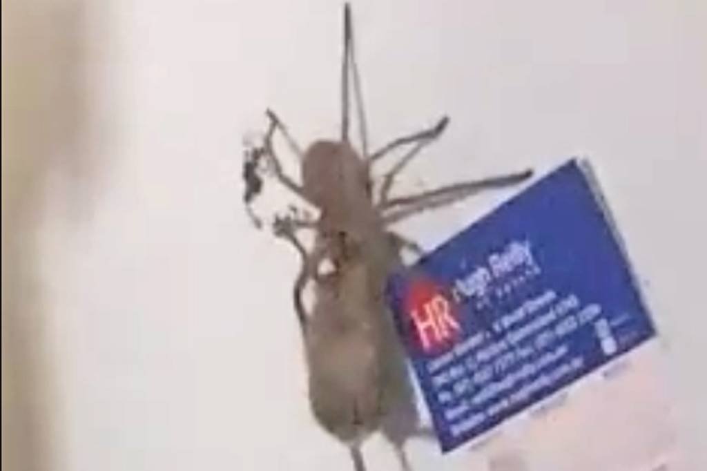 Aranha gigante carrega rato para ser seu almoço