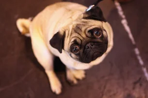 Pele de tilápia pode ajudar cães a recuperarem a visão; entenda