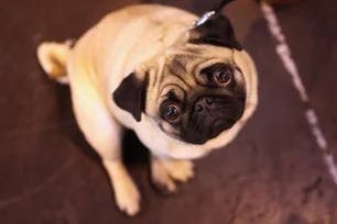 Imagem referente à matéria: Pele de tilápia pode ajudar cães a recuperarem a visão; entenda