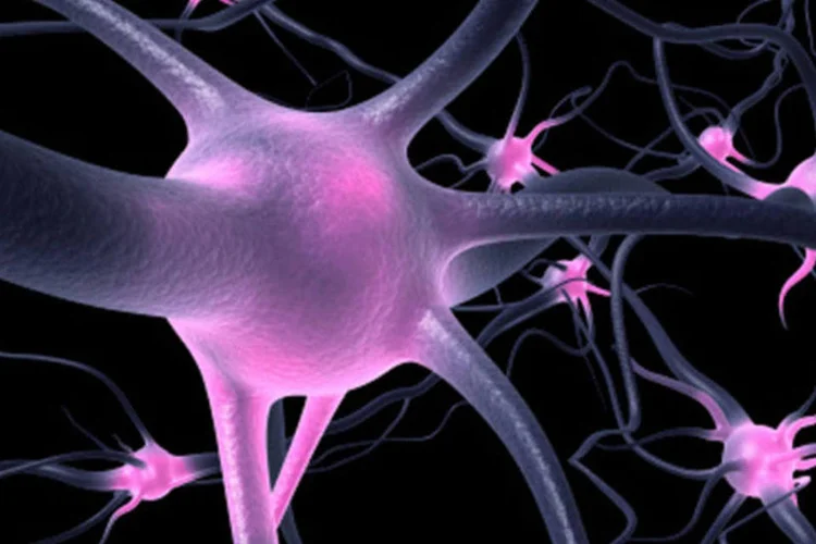 
	Neur&ocirc;nios: &quot;durante o desenvolvimento embrion&aacute;rio, os animais projetam os ax&ocirc;nios para fora da retina e formam os nervos &oacute;pticos&quot;, afirma professor
 (Getty Images/Getty Images)