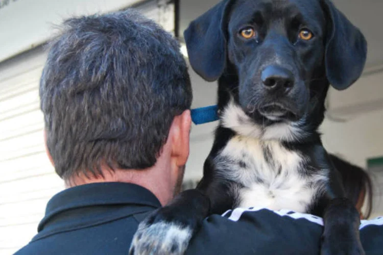 Dono carrega cachorro na entrada de hospital veterinário (Marina Pinho/Exame)