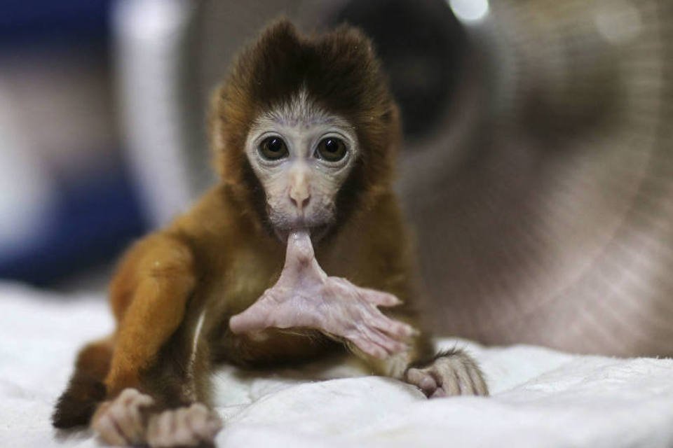 Células-tronco de laboratório regeneram corações de macacos