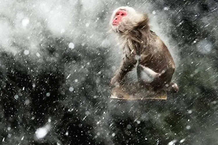 Vencedor da categoria visões criativas:  (Jasper Doest/2013 Wildlife Photographer of the Year)