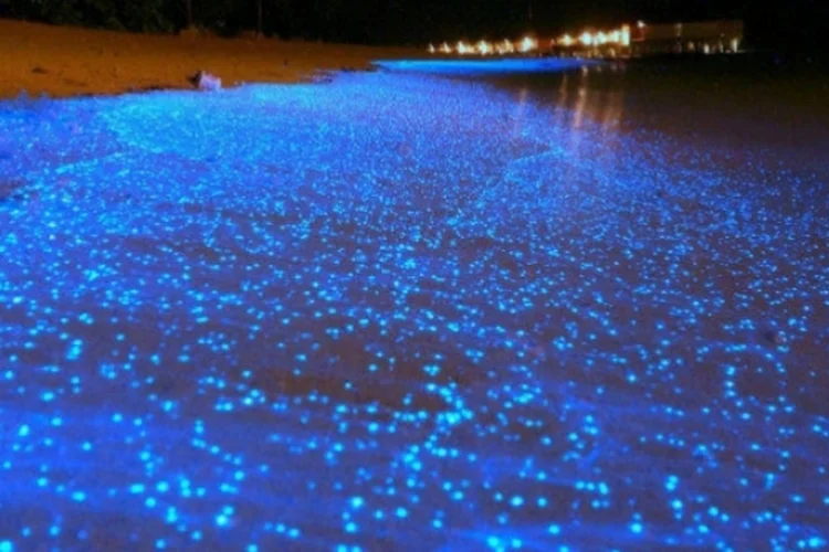 Bioluminescência (Flickr/hala065)