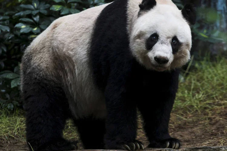 Jia Jia: fêmea foi submetida à eutanásia depois que sua saúde deteriorou rapidamente (REUTERS/Tyrone Siu/File Photo)