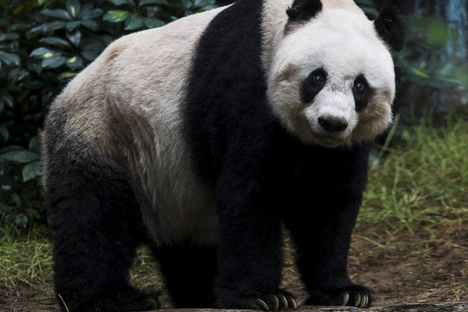 Morre Jia Jia, o urso panda mais velho do mundo