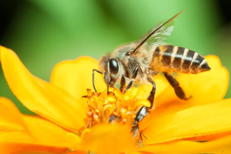 
	Abelhas: sem abelhas, n&atilde;o vai faltar s&oacute; mel
 (Thinkstock)