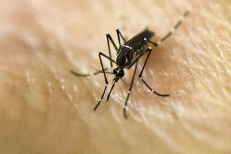 Zika: Aedes aegypti, mosquito transmissor do vírus (Luis Robayo/AFP)