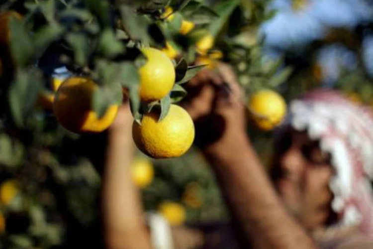 Safra: as taxas mais baixas também valem para os investimentos em energia renovável, irrigação e práticas sustentáveis de manejo do solo e da água (Mohammed Abed/AFP)