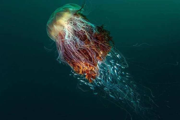 Relações naturais (George Stoyle / BWPA 2016)