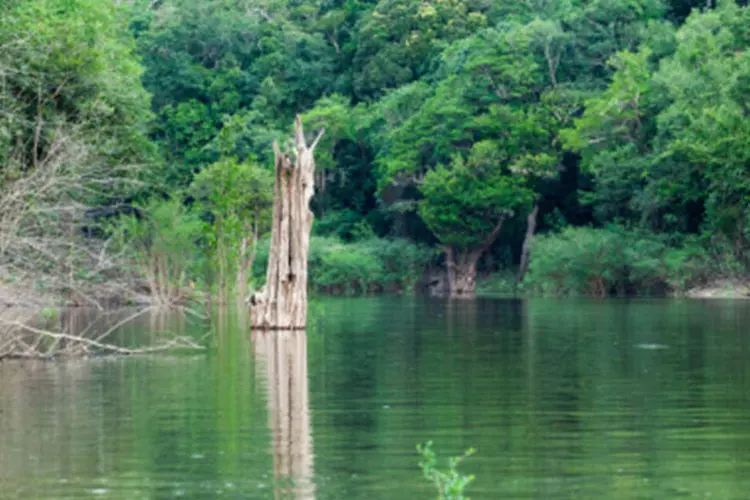 Rio Negro: Anavilhanas abrange cerca de 400 ilhas no Rio Negro e concentra um dos ecossistemas mais ricos do planeta (Getty Images/Getty Images)