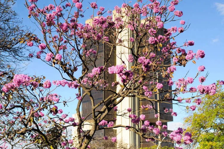 Banco Central com ipê roxo na frente (Marcello Casal Jr/Agência Brasil)