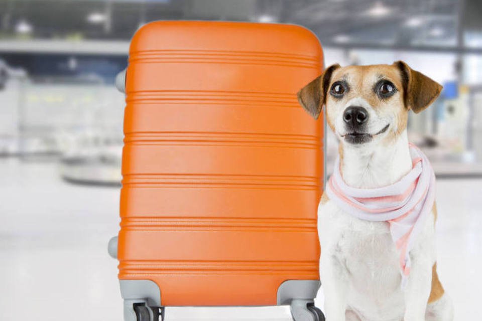Quanto custa viajar de avião com seu cachorro ou gato