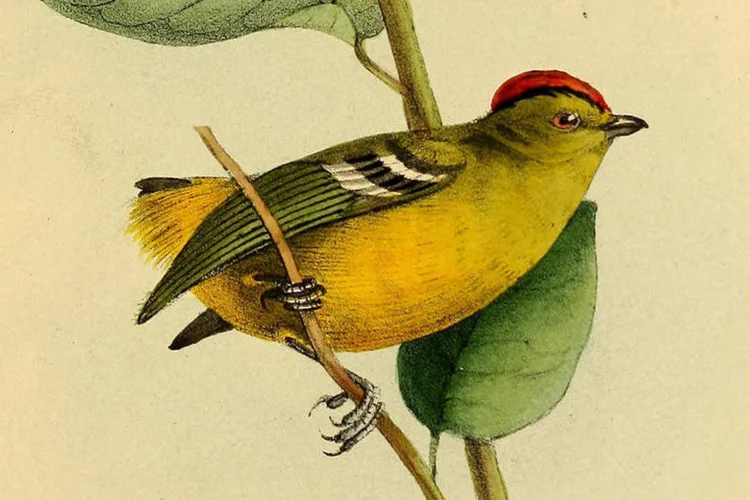 
	 Calyptura cristata: n&atilde;o existem registros do p&aacute;ssaro h&aacute; mais de 20 anos
 (William John Swainson)