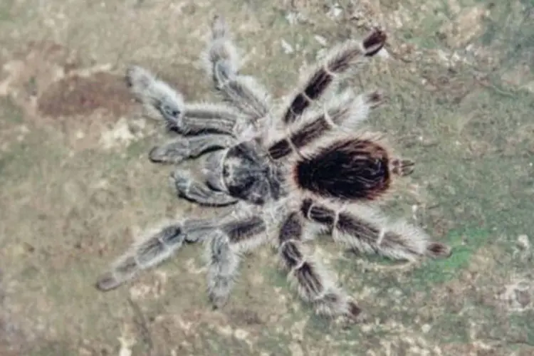 Aranhas: o estudo revela o quão grande é o papel das aranhas no controle de pestes e animais portadores de doenças (Wikimedia Commons/Wikimedia Commons)