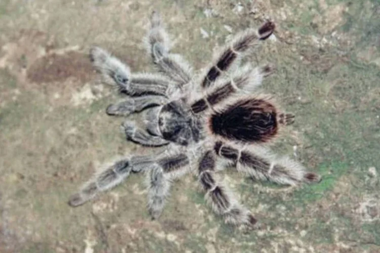 A aranha caranguejeira é apreciada por índios da América do Sul, os aborígenes da Austrália e alguns povos da África (Wikimedia Commons/Wikimedia Commons)