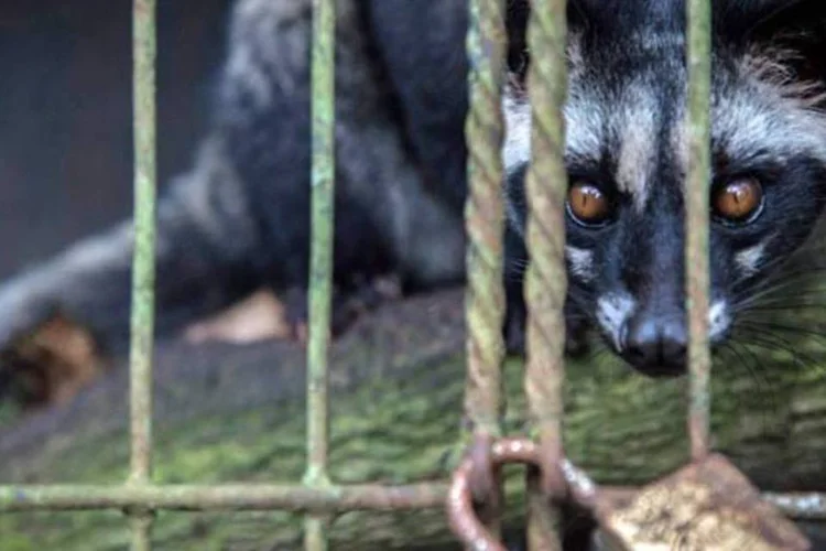 Civeta enjaulado em fazenda de produção do Kopi Luwak, na Indonésia (Getty Images)