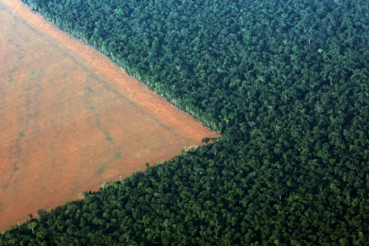 Amazônia: a queda interrompe uma tendência de crescimento após cinco anos (Reuters/Reuters)