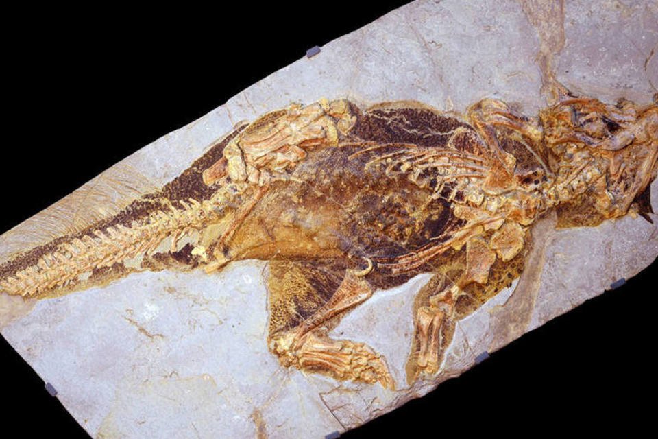 
	Psitacossauro: existem centenas de f&oacute;sseis individuais do psitacosauro, que significa &quot;lagarto papagaio&quot;
 (Jakob Vinther / Bob Nicholls / Reuters)