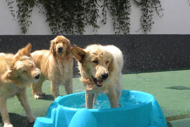 
	Creche Dog Solution, em S&atilde;o Paulo: hor&aacute;rios e atividades de socializa&ccedil;&atilde;o
 (Divulgação/Dog Solution)