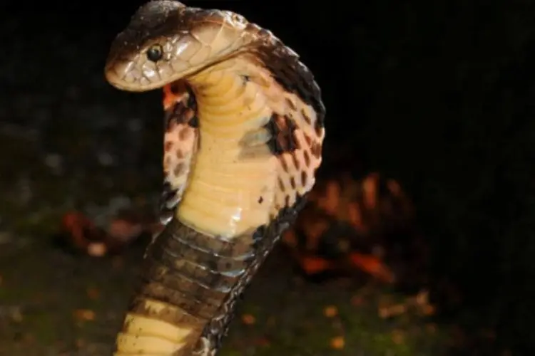 Cobra chinesa (Naja atra) (Skink Chen/Reprodução)