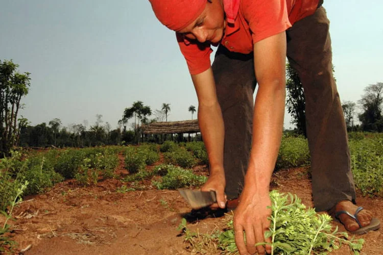 Agricultura: decisão terá efeito sobre mais de 15 mil processos que aguardam deliberação do STF (Carlos Bittar/Bloomberg)