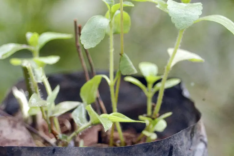 
	Muda de est&eacute;via em Assun&ccedil;&atilde;o: planta &eacute; uma alternativa para ado&ccedil;ar bebidas e alimentos
 (Jorge Adorno/Reuters)