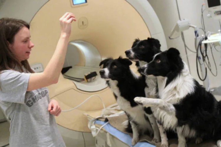 Dona fala com cachorros após exame em clínica neurológica: para chegar nessa conclusão, onze cães foram colocados em máquinas de ressonância magnética
 (Bernadett Szabo/Reuters)