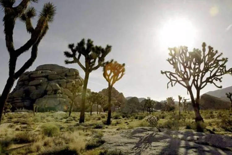Parque Nacional de Joshua Tree (Getty Images)
