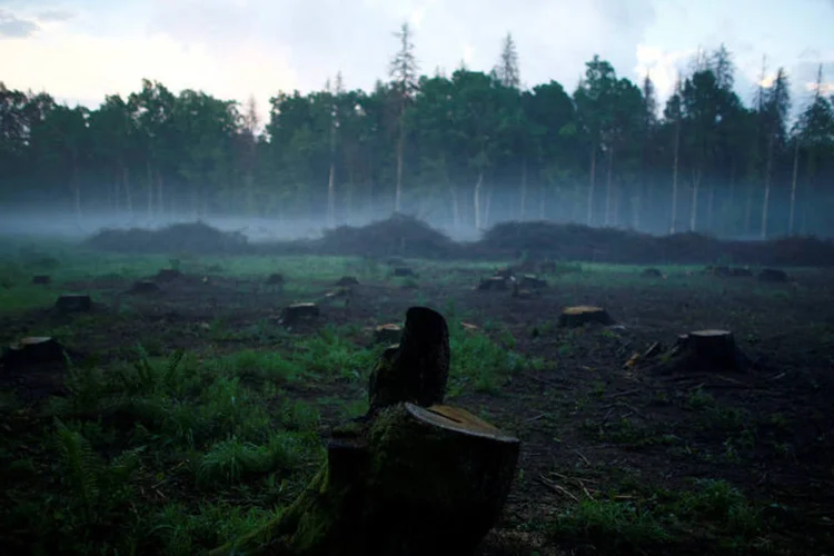 floresta Białowieża na Polônia (REUTERS/Kacper Pempel)