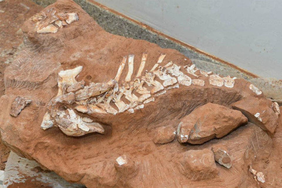 Foto de arquivo mostra fóssil de titanossauro, um dinossauro que viveu há 70 milhões de anos (Valter Campanato/ABr)