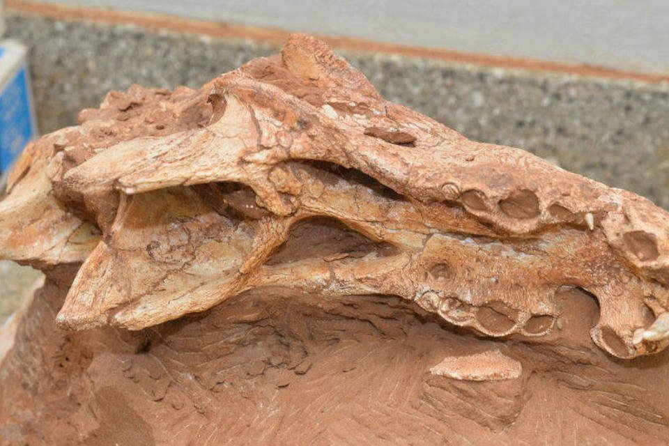 Começa estudo de titanossauro encontrado em Marília